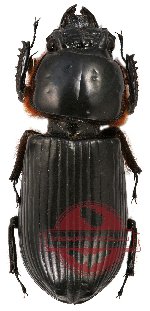 Passalidae sp. 3