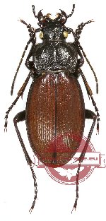 Carabus (Morphocarabus) spasskianus