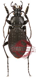Carabus (s.str.) pseudolatipennis Dueve, 1991