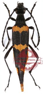 Laoleptura phupanensis