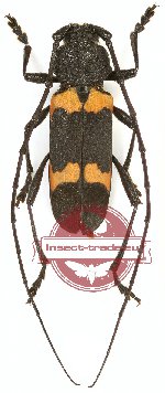 Purpuricenus quadrinotatus