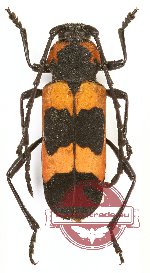 Purpuricenus quadrinotatus (A2)