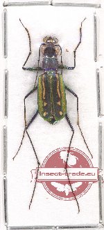 Calochroa harmandi (A2)