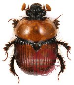 Bolbochromus sp. 1 (Bolbochromus laetus)