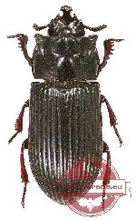 Tenebrionidae sp. 78 (5 pairs)