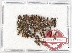 Scientific lot no. 124 Staphylinidae (50 pcs)