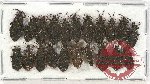 Scientific lot no. 838 Heteroptera (21 pcs A-, A2)