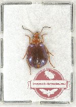 Lebiinae sp. 18A