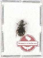 Carabidae sp. 47 (A2)