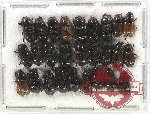 Scientific lot no. 515 Coprophaga (27 pcs)