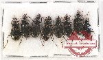 Scientific lot no. 408 Carabidae (8 pcs)