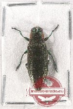 Iridotaenia sp. 7