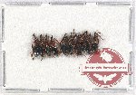 Scientific lot no. 59 Brenthidae (10 pcs)