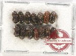 Scientific lot no. 86 Scolytidae (14 pcs)