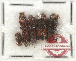 Scientific lot no. 89 Scolytidae (5 pcs)