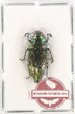 Haplotrinchus sp. 2
