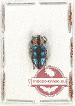 Chrysobothris sp. 14 (A-)