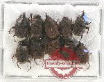 Scientific lot no. 517 Coprophaga (10 pcs A2)