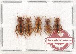 Scientific lot no. 89 Cleridae (5 pcs)