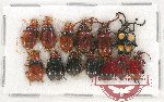 Scientific lot no. 302 Chrysomelidae (13 pcs)