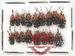 Scientific lot no. 345 Chrysomelidae (17 pcs)