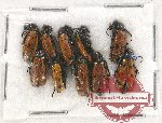 Scientific lot no. 54 Meloidae (10 pcs)