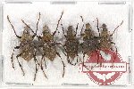 Scientific lot no. 78 Anthribidae (5 pcs)