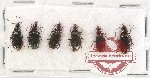 Scientific lot no. 415 Carabidae (6 pcs A2)