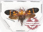 Cercopidae sp. 37 (5 pcs)