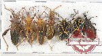 Scientific lot no. 833 Heteroptera (7 pcs)