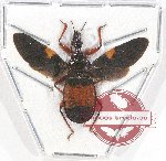 Scientific lot no. 816 Heteroptera (1 pc)