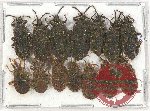 Scientific lot no. 760 Heteroptera (14 pcs)