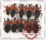 Scientific lot no. 826 Heteroptera (10 pcs)