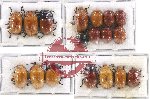 Scientific lot no. 329 Chrysomelidae (18 pcs)