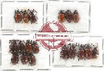 Scientific lot no. 328 Chrysomelidae (18 pcs)