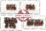 Scientific lot no. 328 Chrysomelidae (18 pcs)