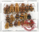 Scientific lot no. 368 Chrysomelidae (20 pcs)