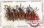 Scientific lot no. 367A Chrysomelidae (5 pcs)