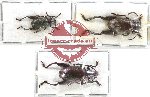 Scientific lot no. 358 Chrysomelidae (3 pcs - 1 pc A2)