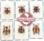 Scientific lot no. 312 Chrysomelidae (6 pcs)