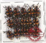 Scientific lot no. 370 Chrysomelidae (15 pcs)