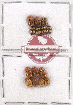 Scientific lot no. 304 Chrysomelidae (14 pcs)