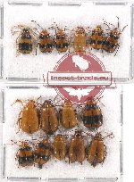 Scientific lot no. 369 Chrysomelidae (15 pcs)