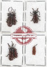 Scientific lot no. 365 Chrysomelidae (6 pcs)