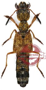 Staphylinidae sp. 1