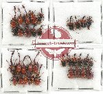 Scientific lot no. 64 Attelabidae (34 pcs)