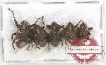 Scientific lot no. 440 Curculionidae (5 pcs)