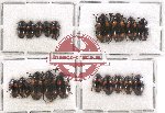 Scientific lot no. 112 Erotylidae (19 pcs)