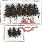 Scientific lot no. 396 Carabidae (9 pcs A-, A2)