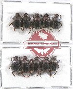 Scientific lot no. 540 Coprophaga (10 pcs - 5 pcs A2)